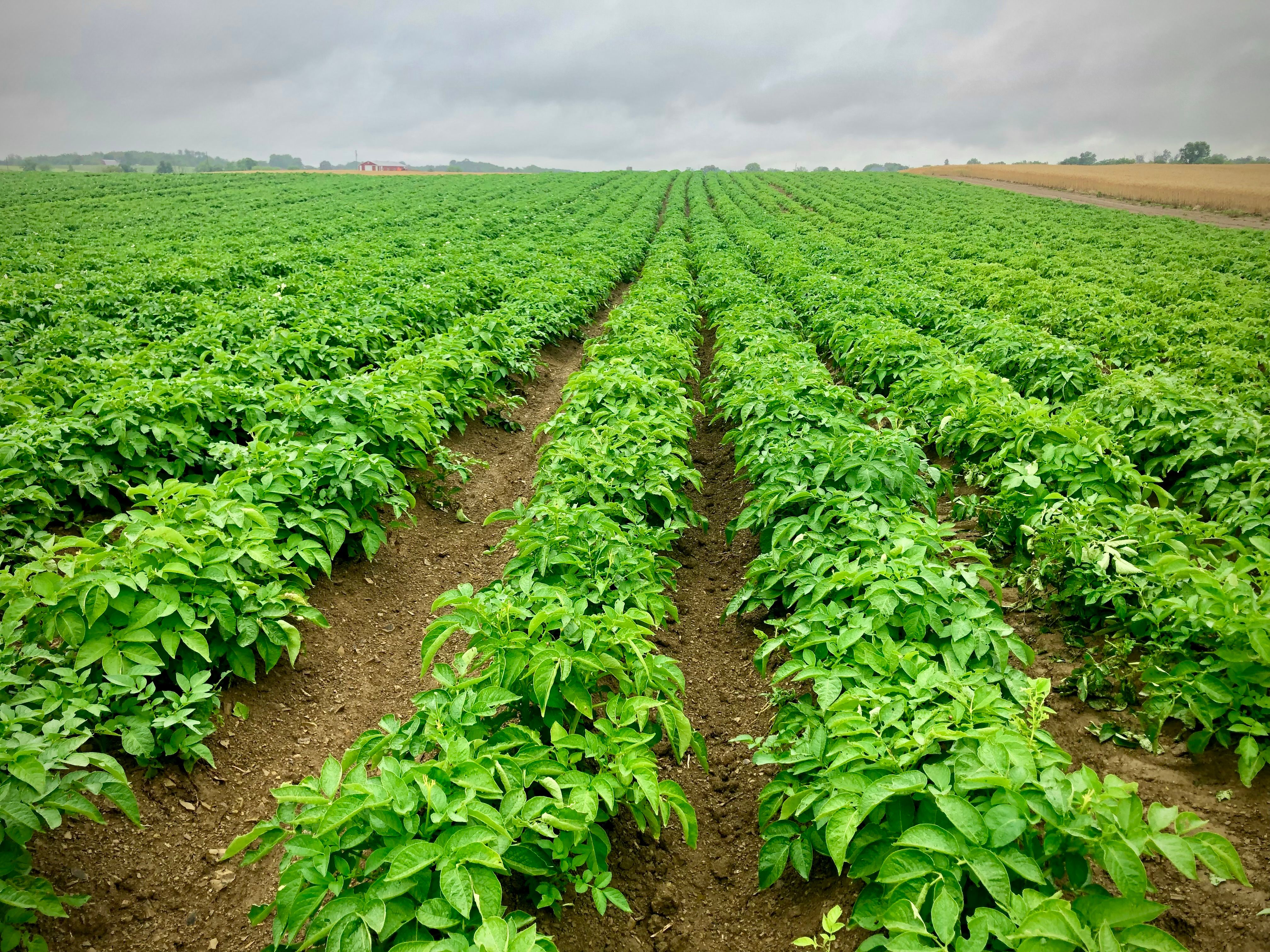 Paragon Fresh Potato Agriculture